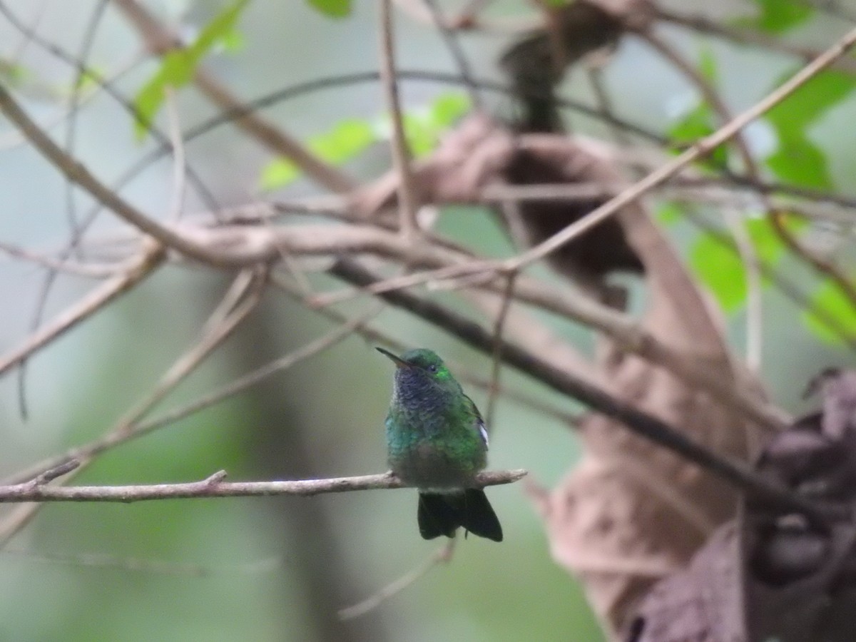 Green-bellied Hummingbird - ML625885911