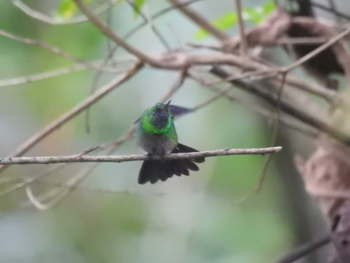 Green-bellied Hummingbird - ML625885912