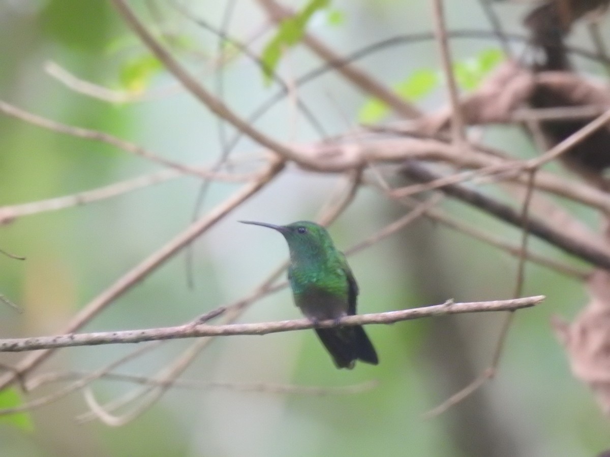 Green-bellied Hummingbird - ML625885913