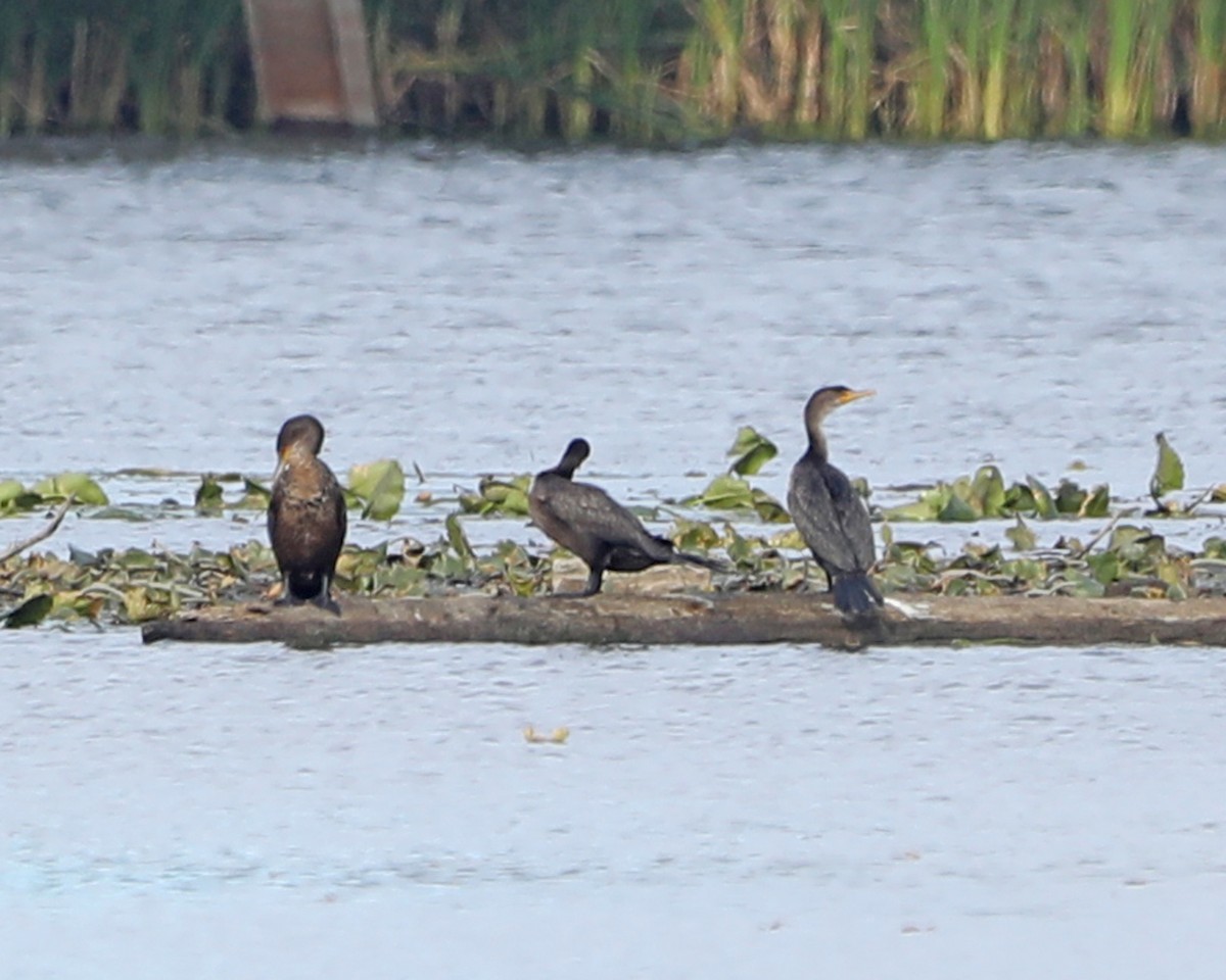 Double-crested Cormorant - ML625885916