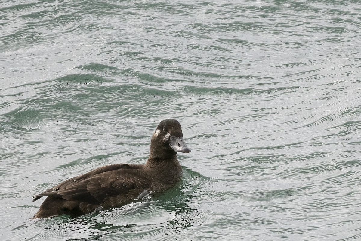 Surf Scoter - ML625885917