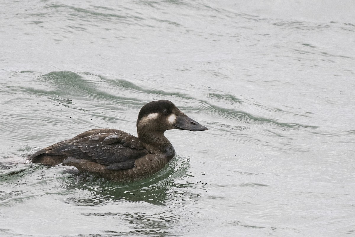 Surf Scoter - ML625885918