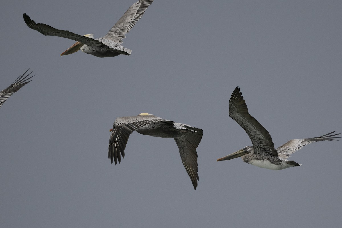 Brown Pelican - ML625885919