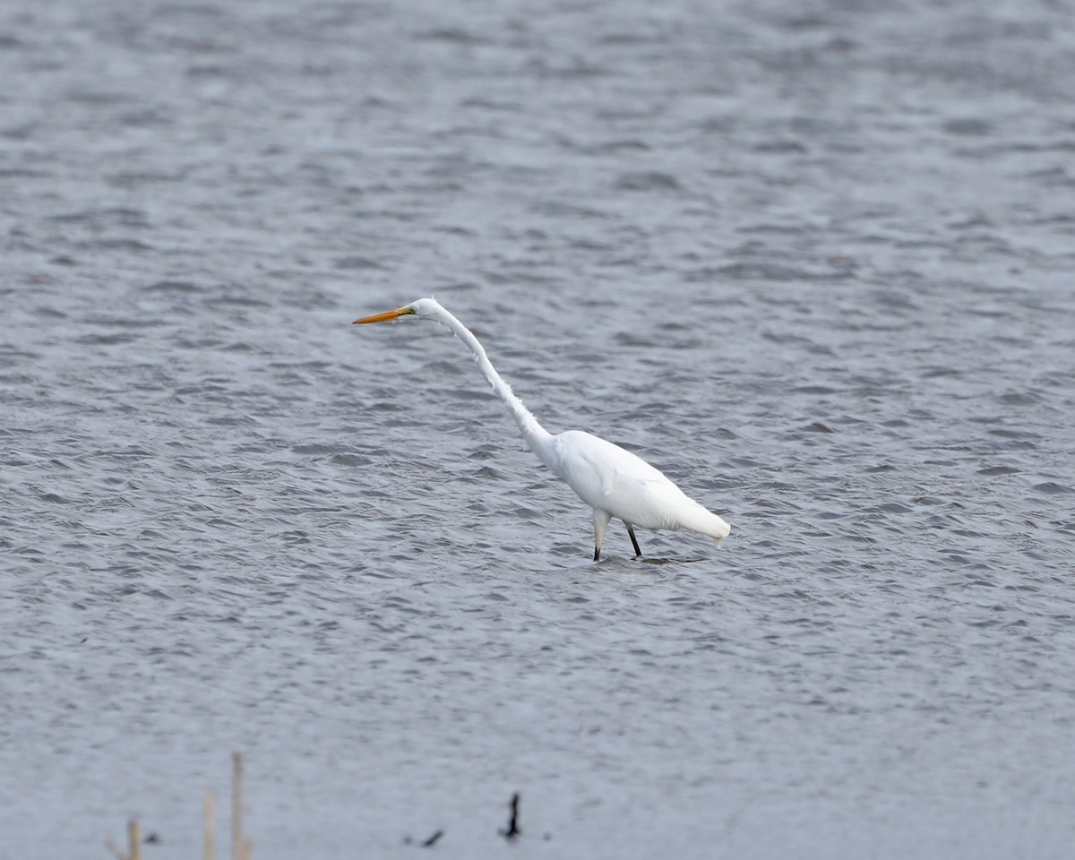 Great Egret - ML625885926