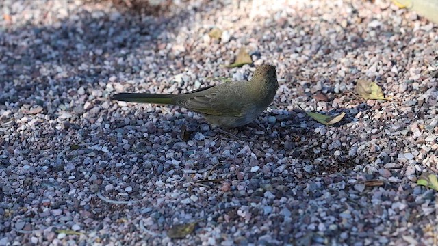 Green-tailed Towhee - ML625885927