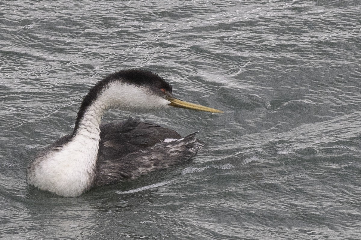 Western Grebe - ML625885928