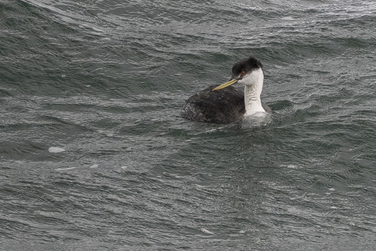 Western Grebe - ML625885929