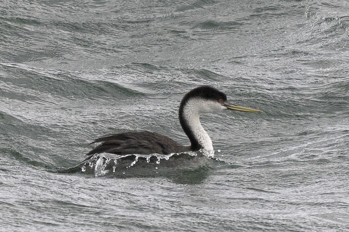 Western Grebe - ML625885930