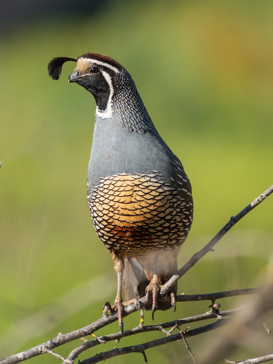 California Quail - ML625885936