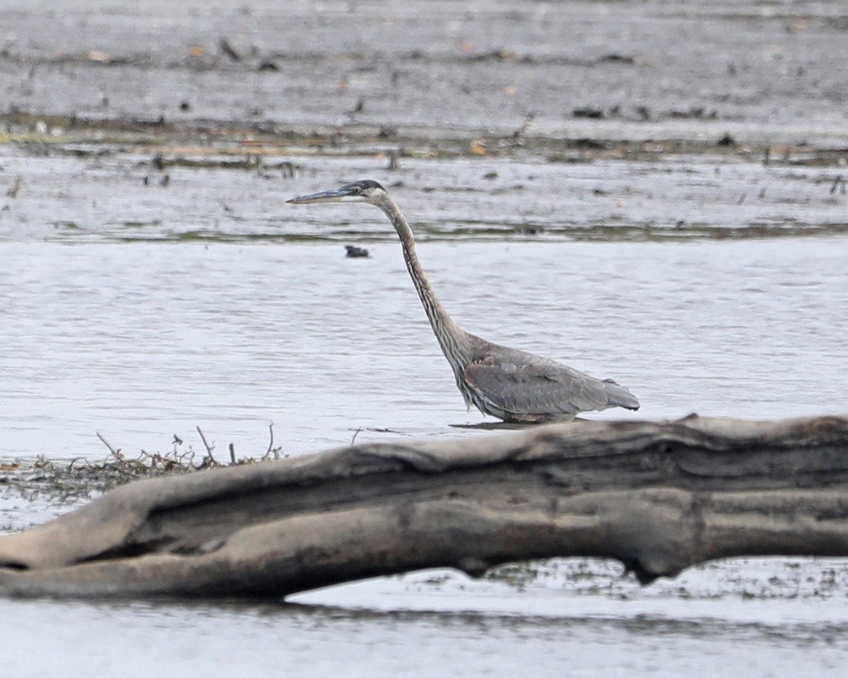 Great Blue Heron - ML625885945