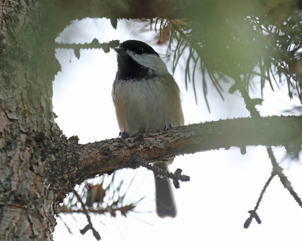 Black-capped Chickadee - ML625885956