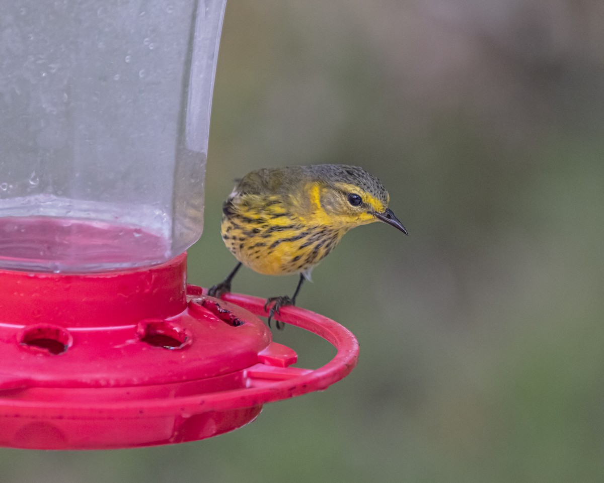 lesňáček skvrnitý - ML625885966