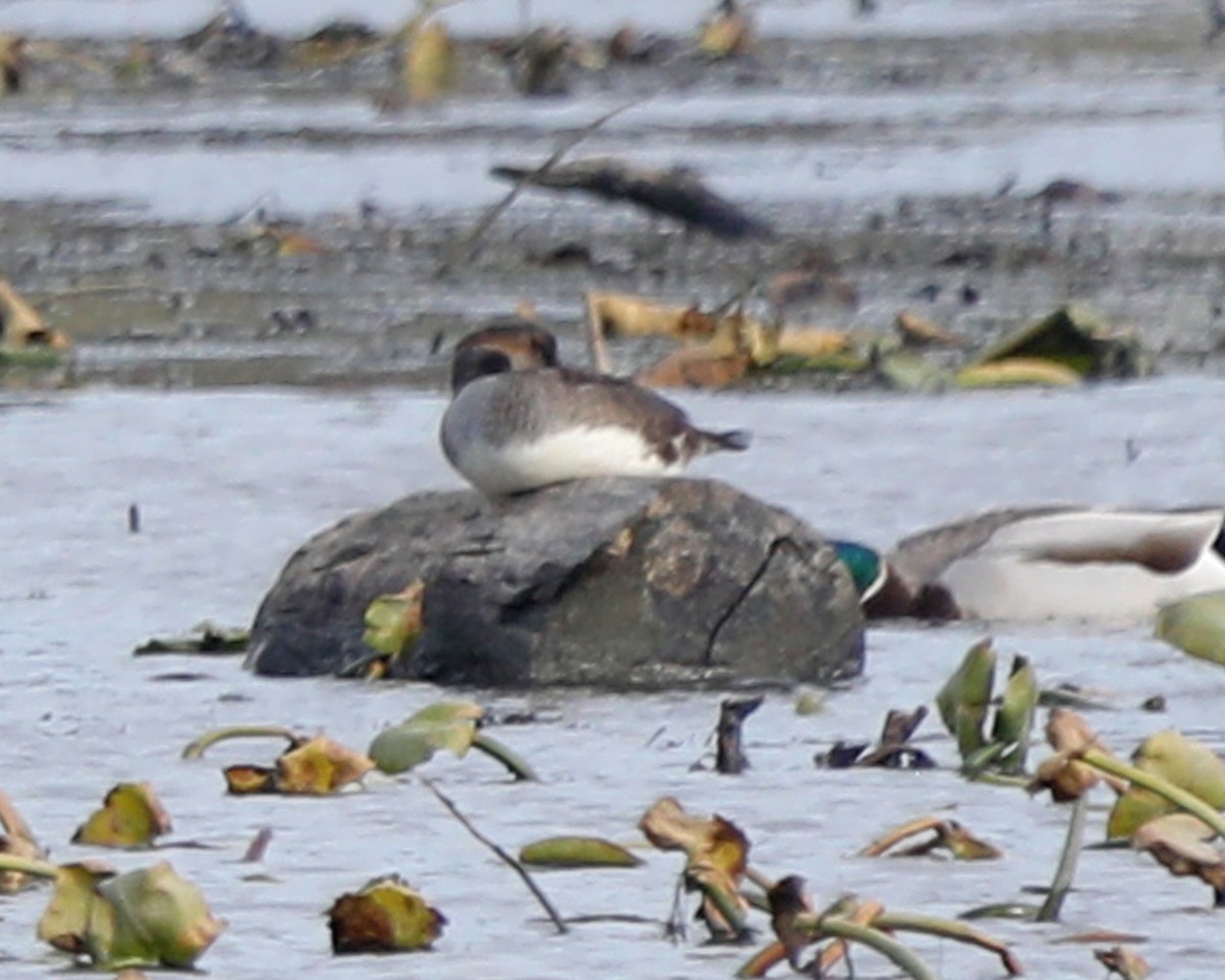 Hooded Merganser - ML625885970