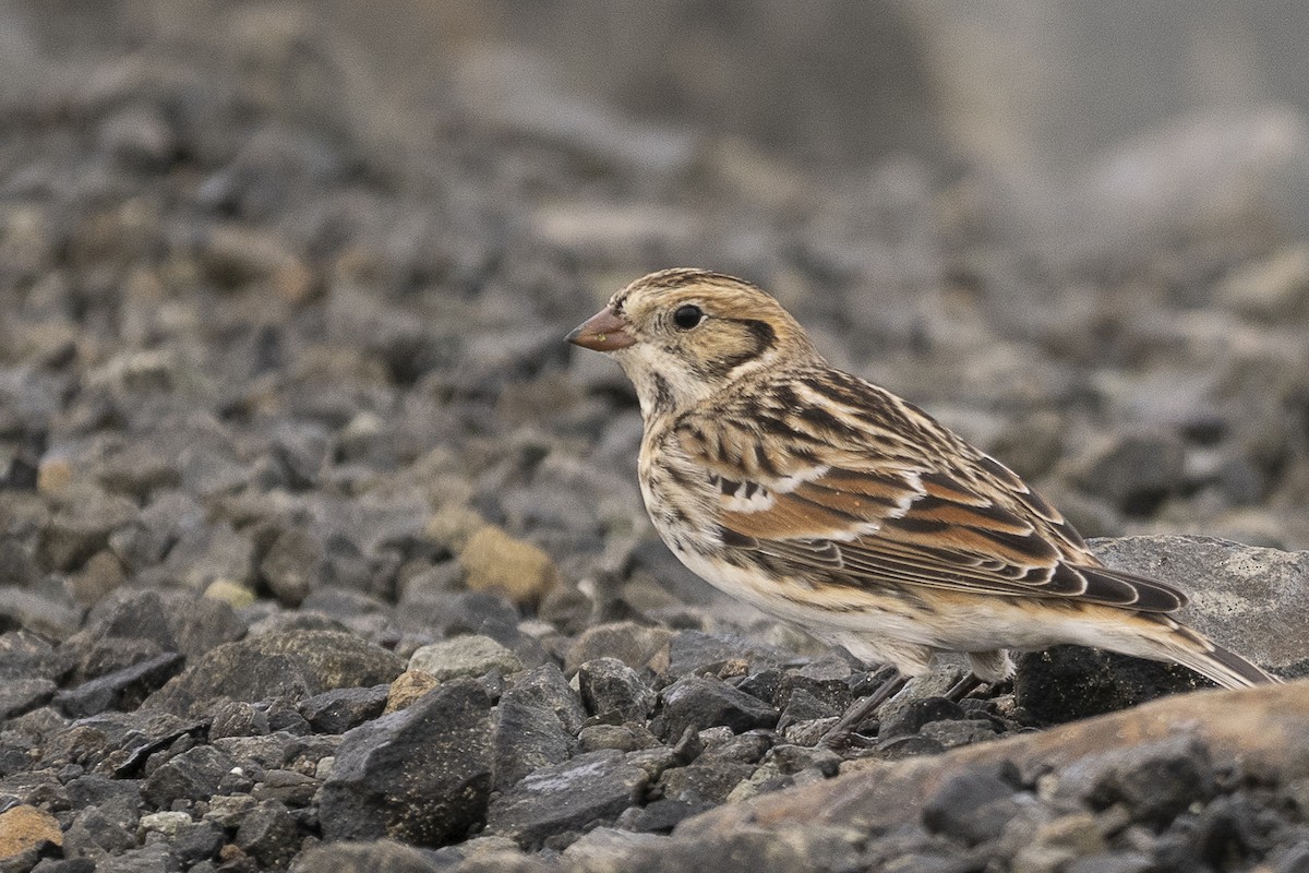 Lapland Longspur - ML625885975