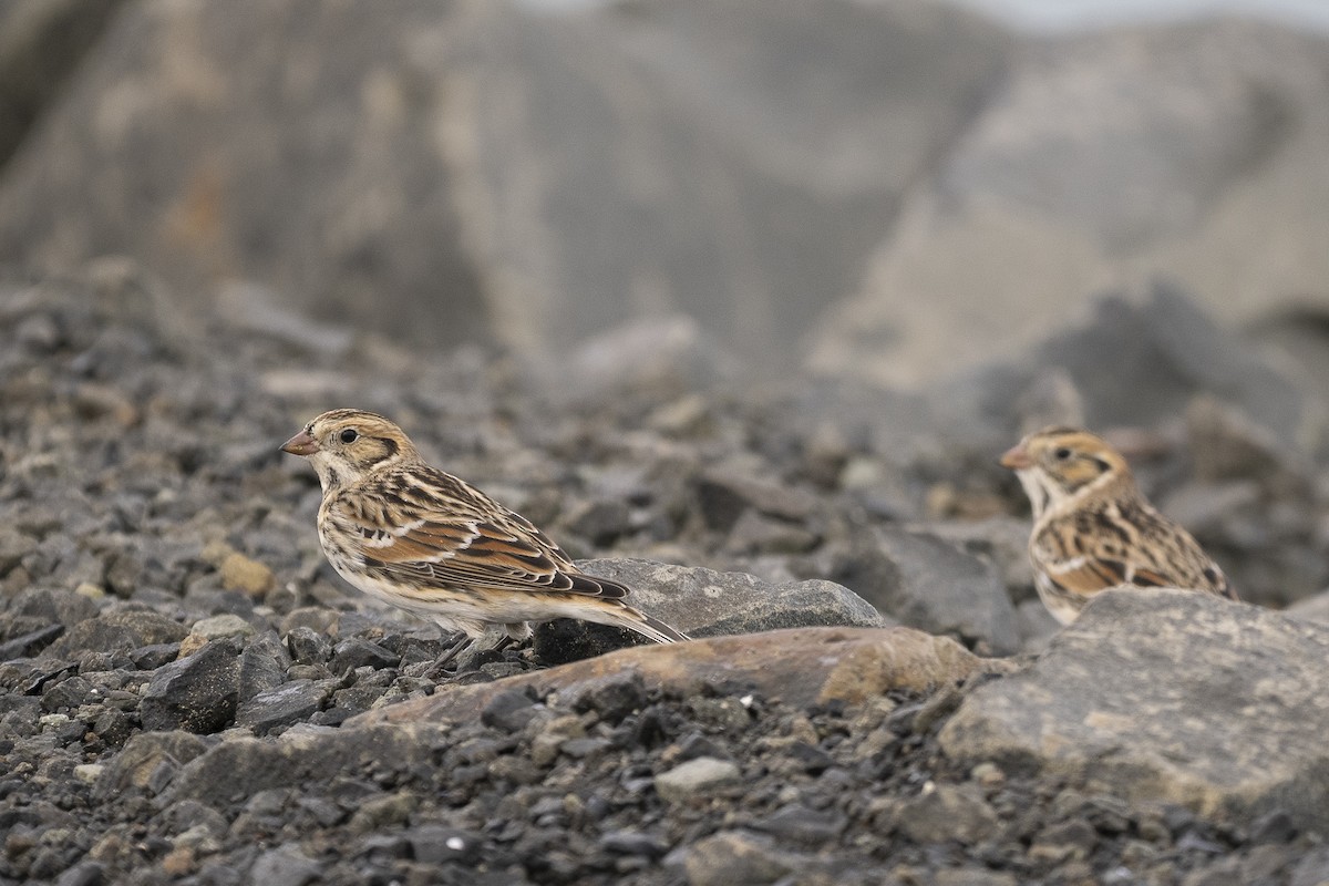 Lapland Longspur - ML625885976