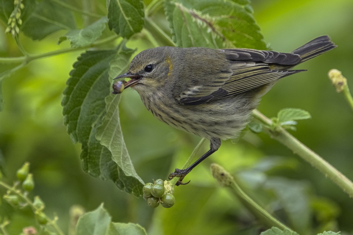 lesňáček skvrnitý - ML625885983