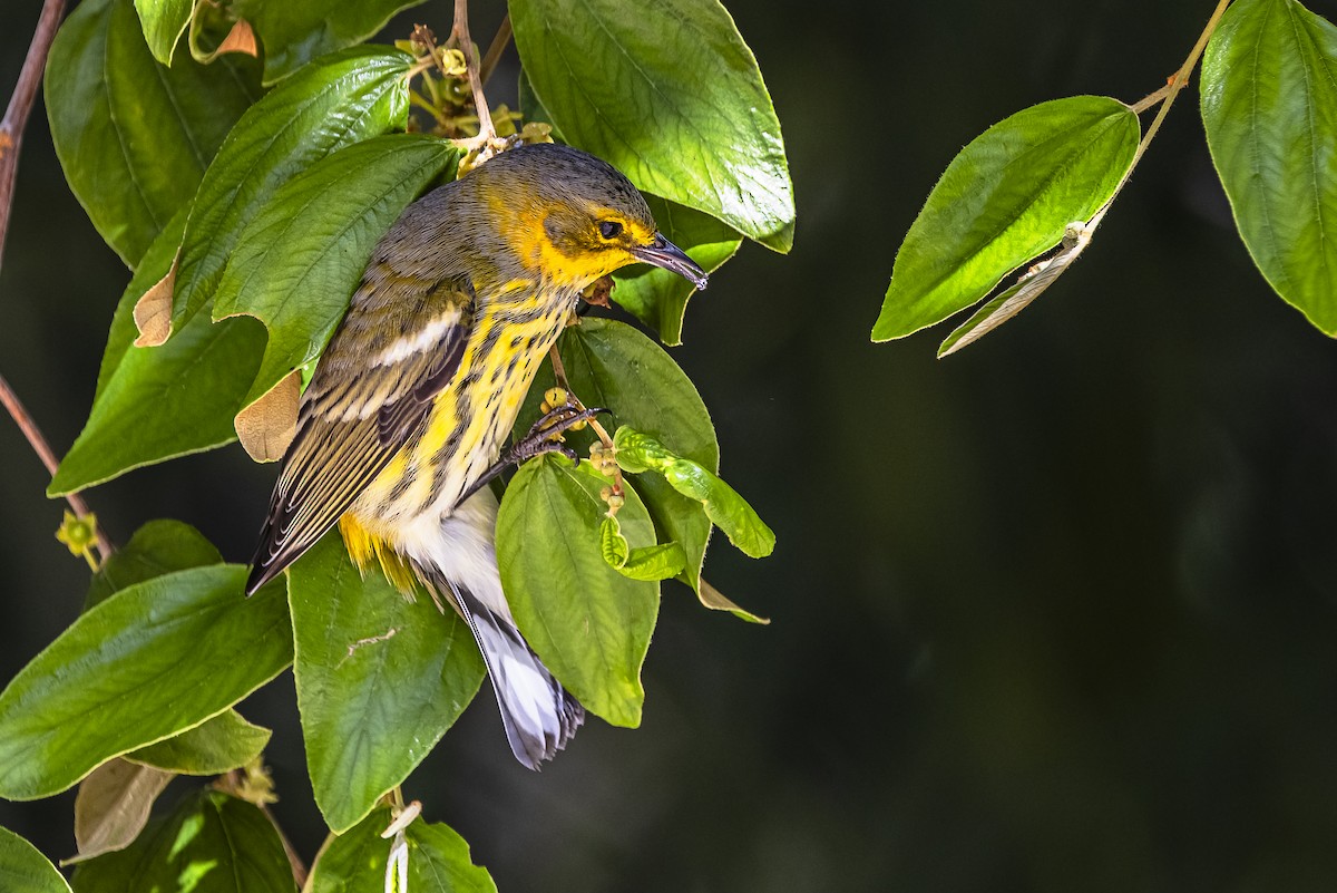 lesňáček skvrnitý - ML625885984