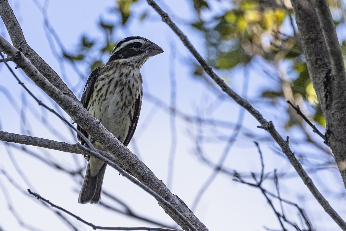 pěvec sp. - ML625886027