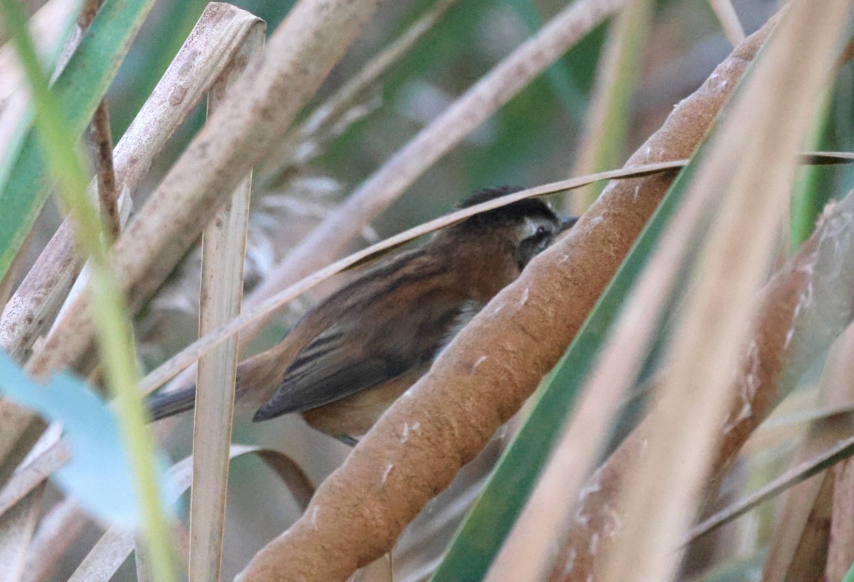 Moustached Warbler - ML625886064