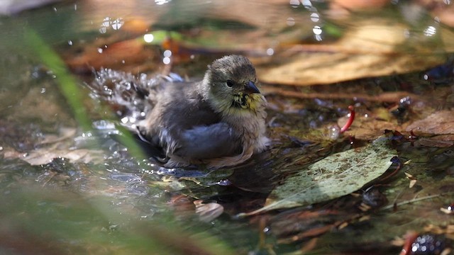 American Goldfinch - ML625886088