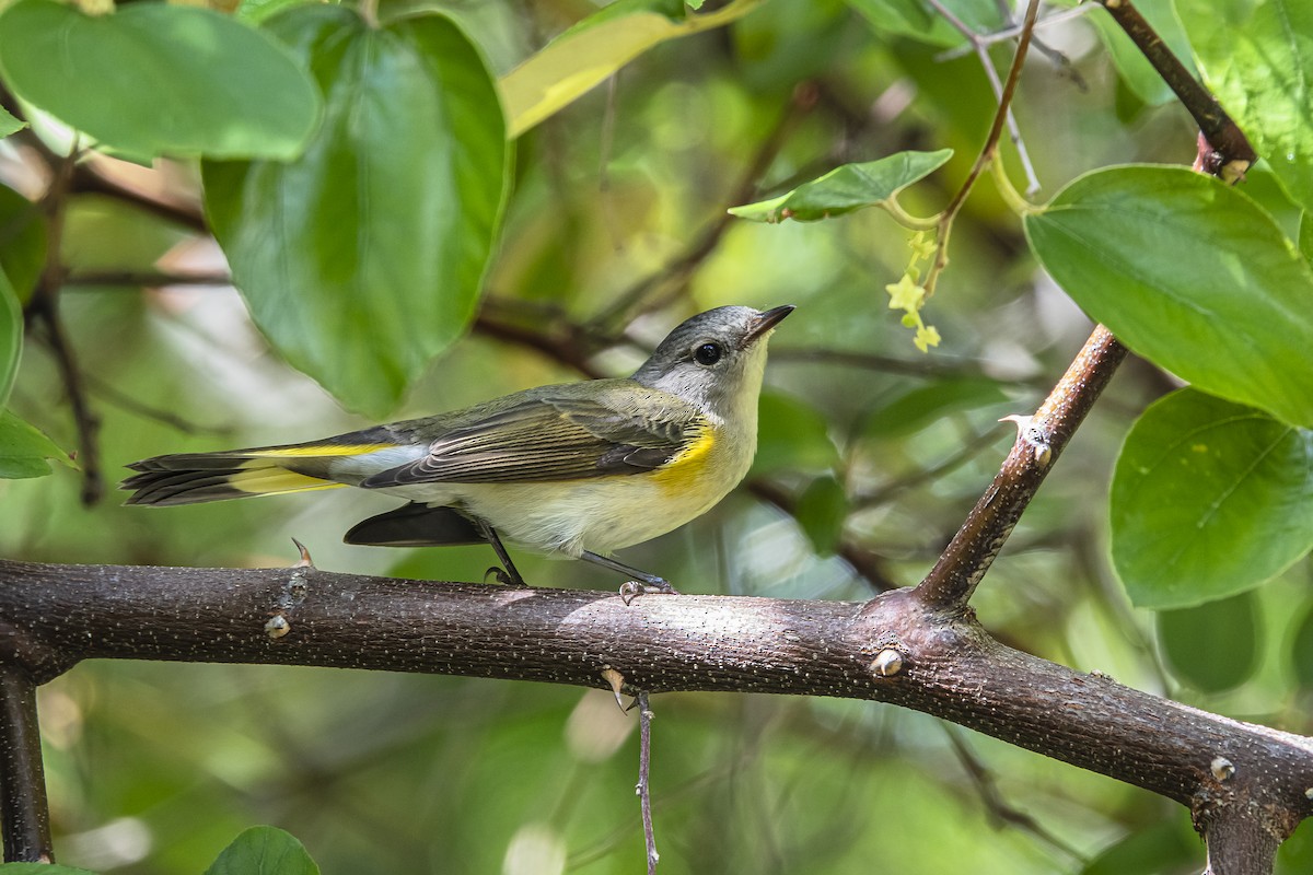 lesňáček lejsčí - ML625886194