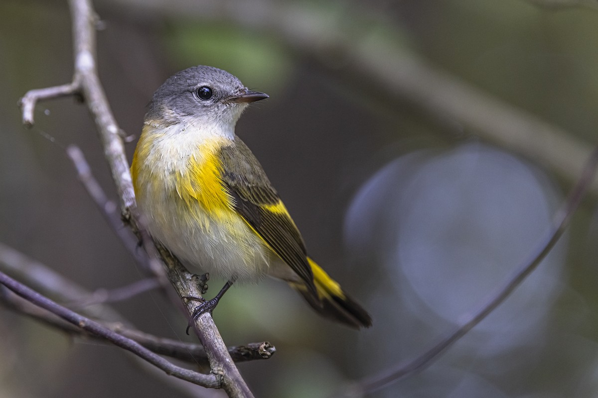 lesňáček lejsčí - ML625886195