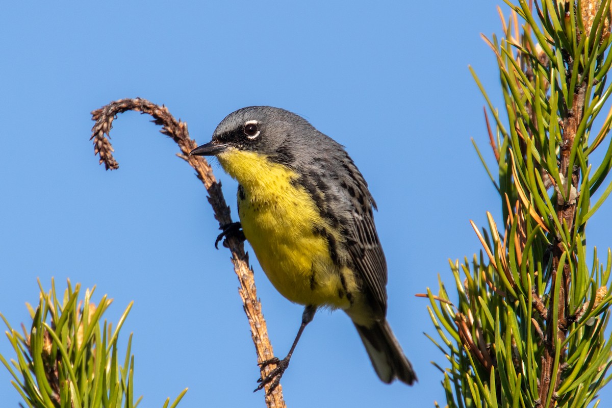 Kirtland's Warbler - ML625886227