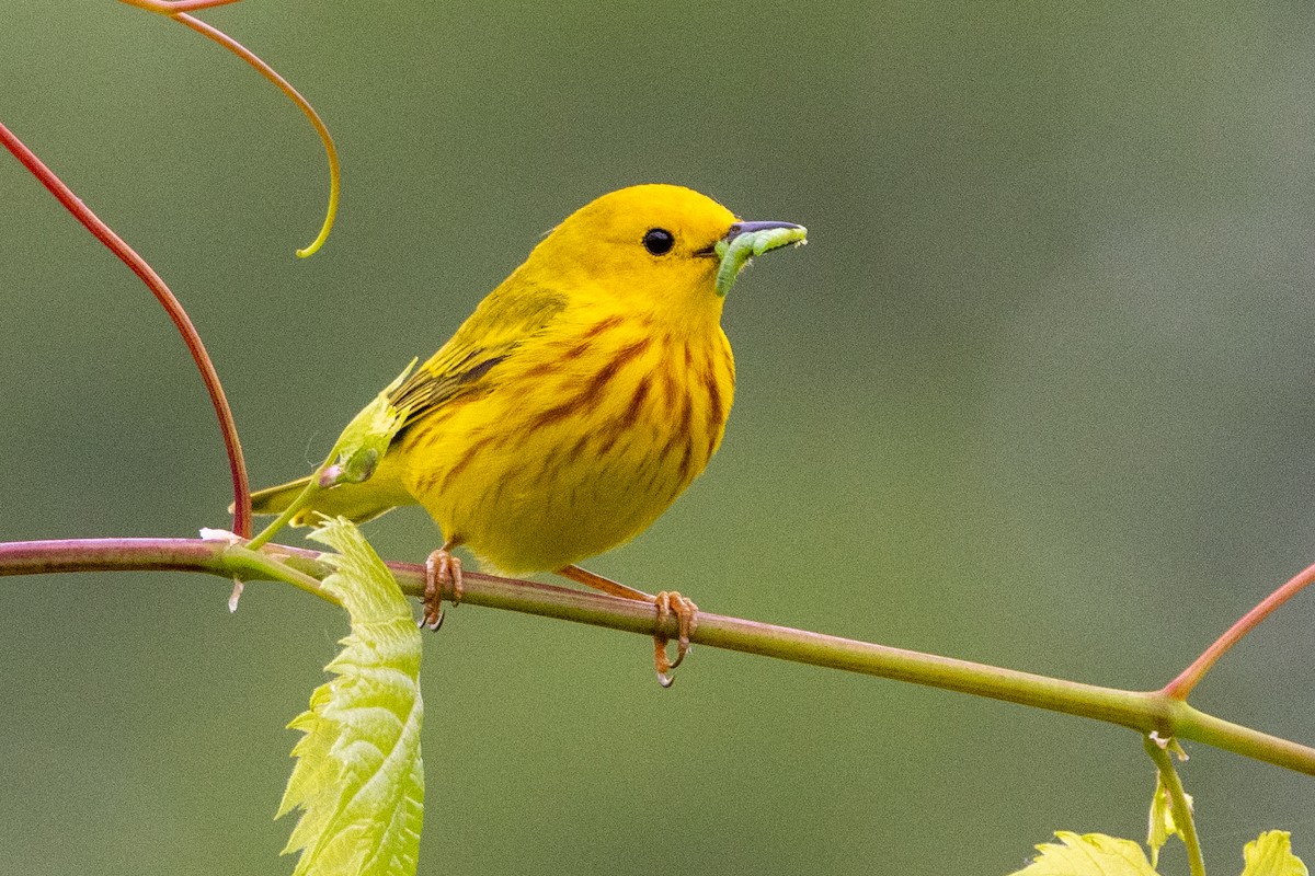 Yellow Warbler (Northern) - ML625886345