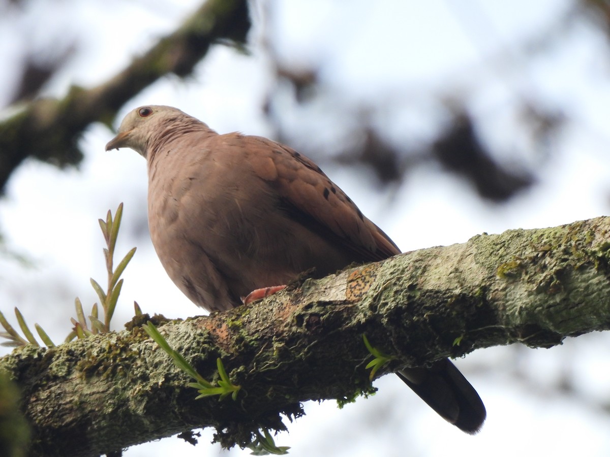 Ruddy Ground Dove - ML625886380