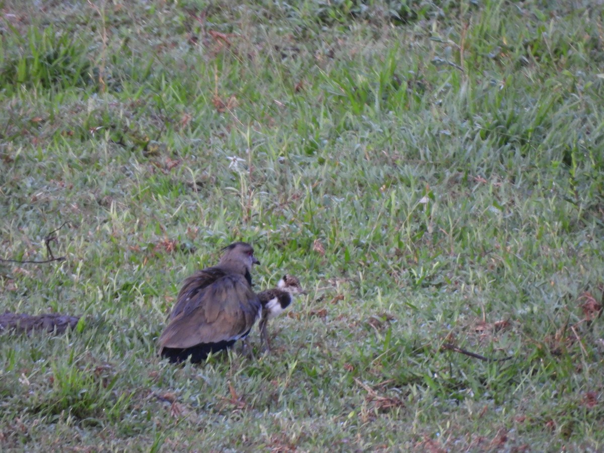 Southern Lapwing - ML625886391