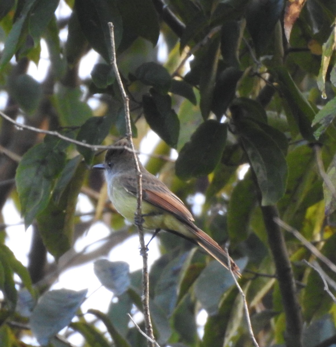 Dusky-capped Flycatcher - ML625886398