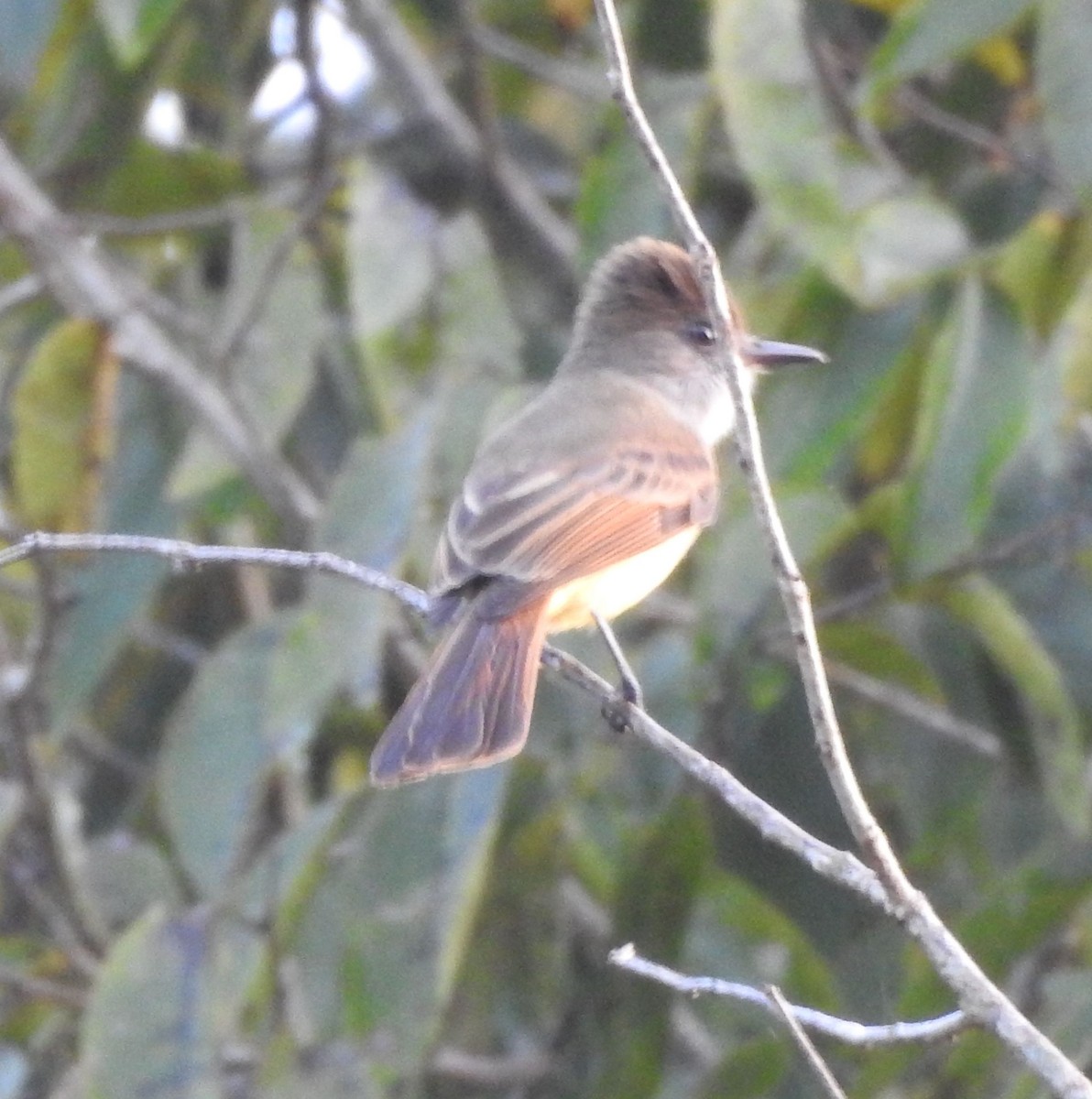 Dusky-capped Flycatcher - ML625886399