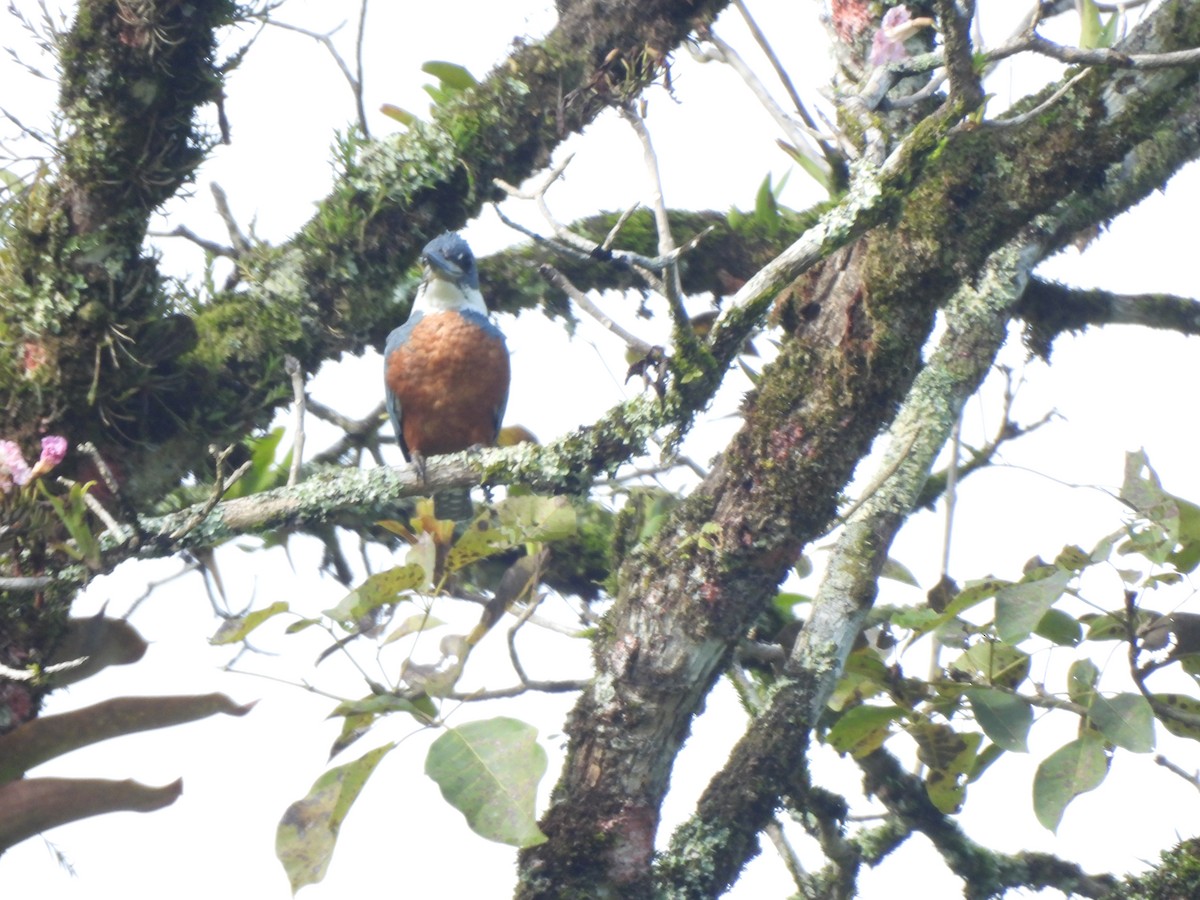 Ringed Kingfisher - ML625886423