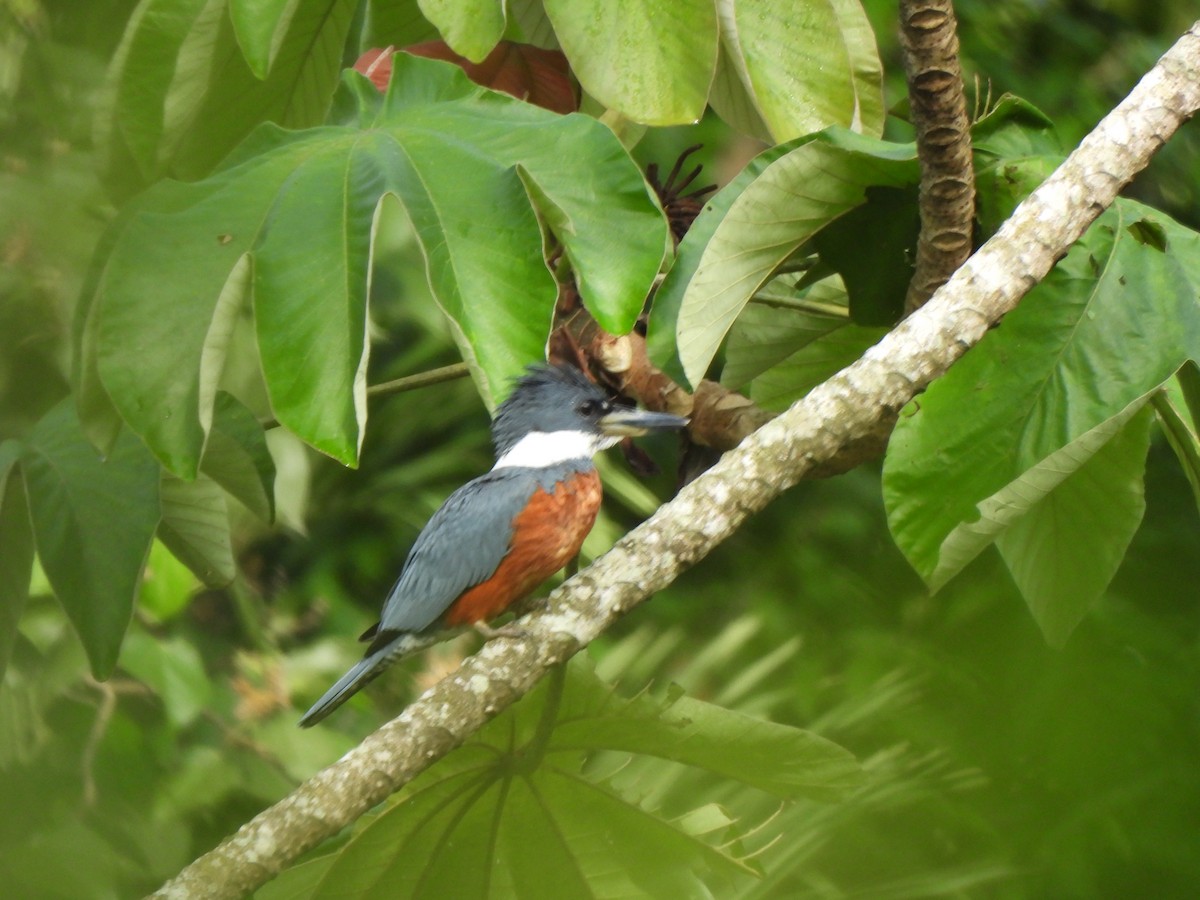 Ringed Kingfisher - ML625886425