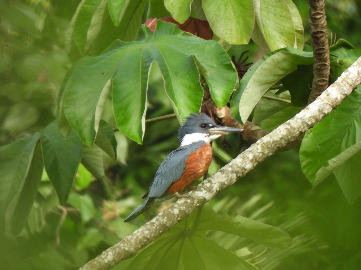 Ringed Kingfisher - ML625886426