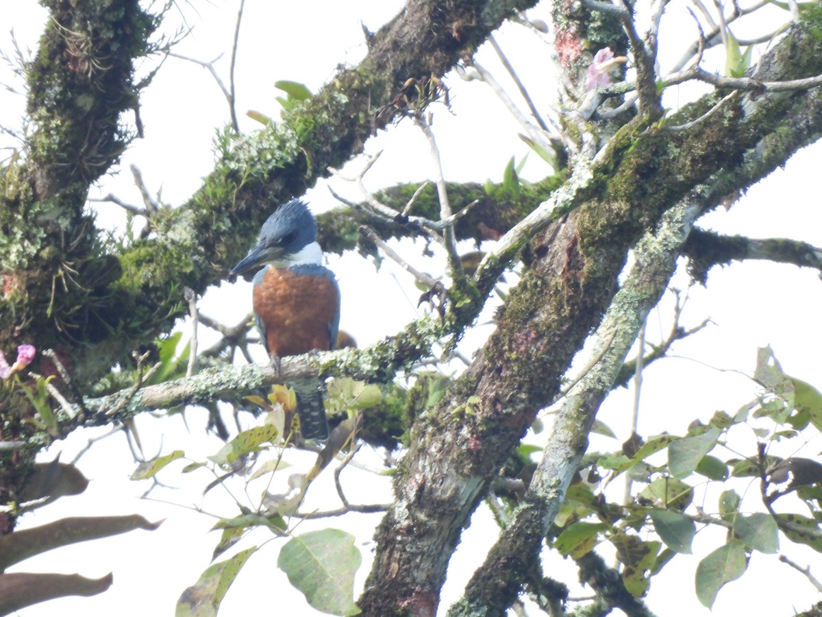 Ringed Kingfisher - ML625886427