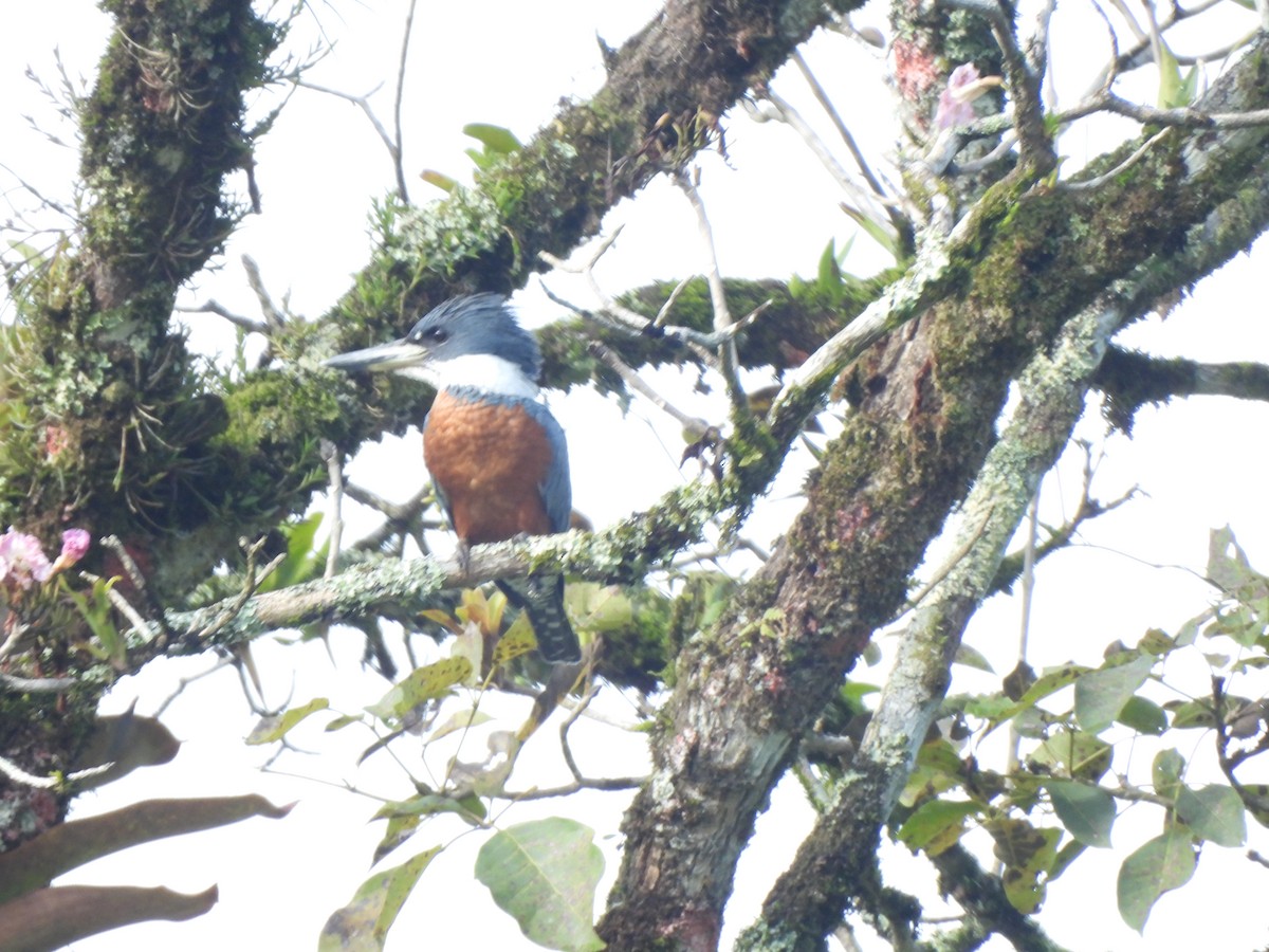 Ringed Kingfisher - ML625886428