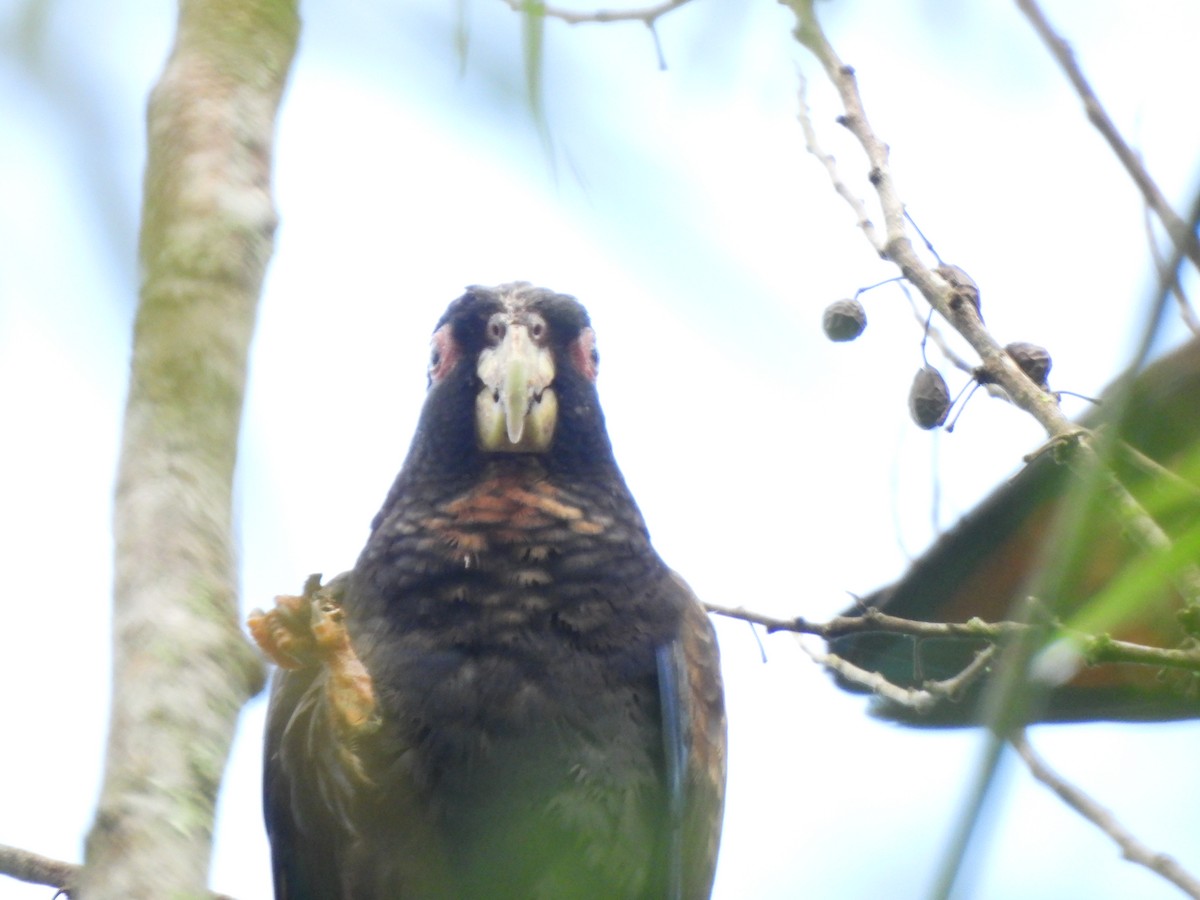 Bronze-winged Parrot - ML625886445