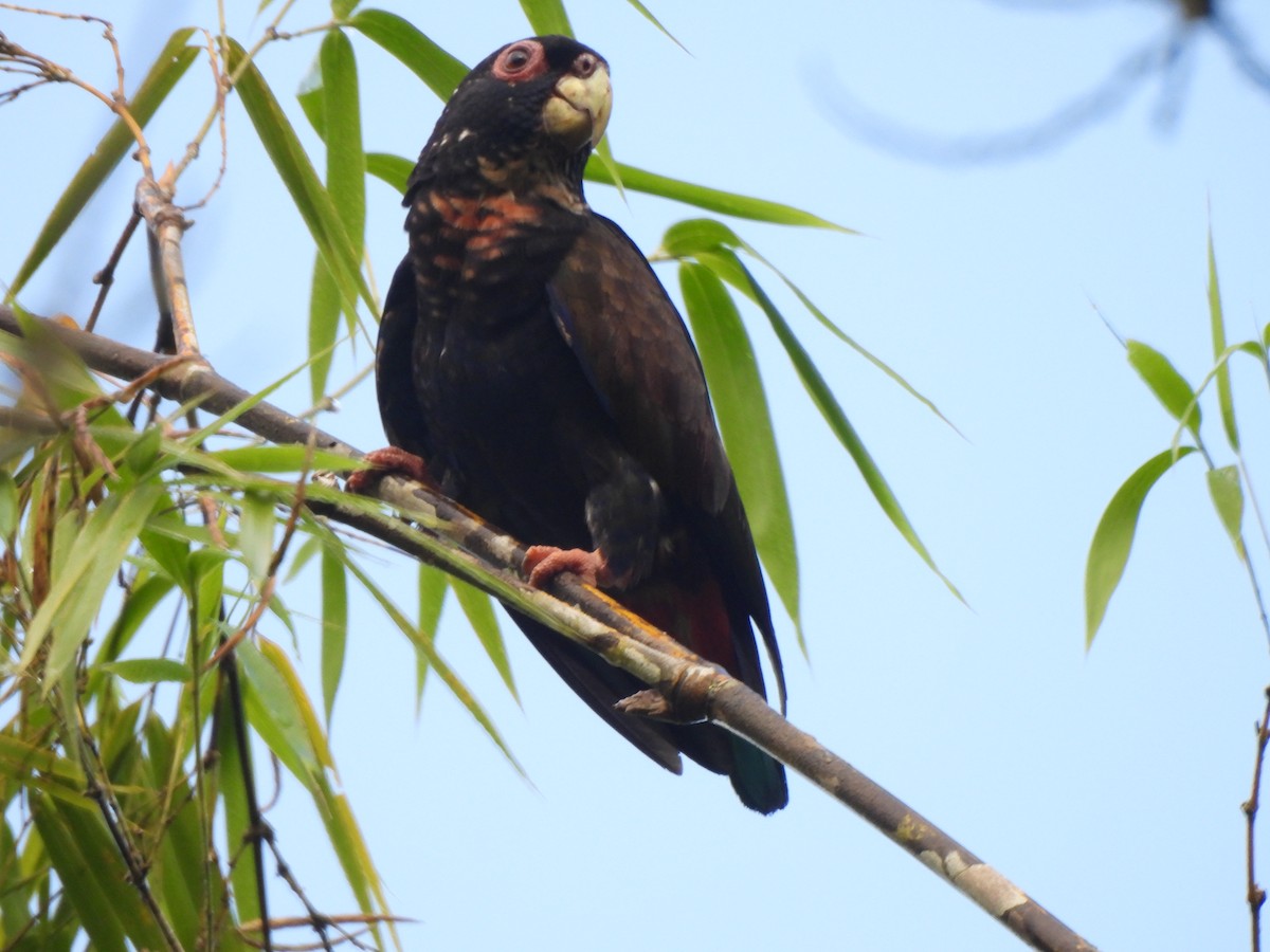 Bronze-winged Parrot - ML625886446
