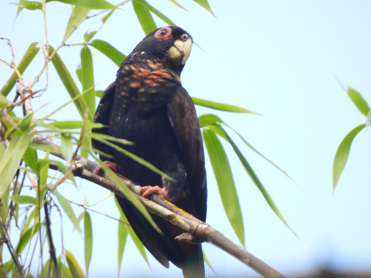 Bronze-winged Parrot - ML625886447