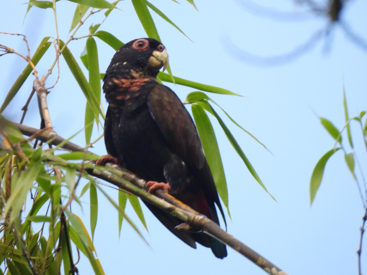 Bronze-winged Parrot - ML625886448