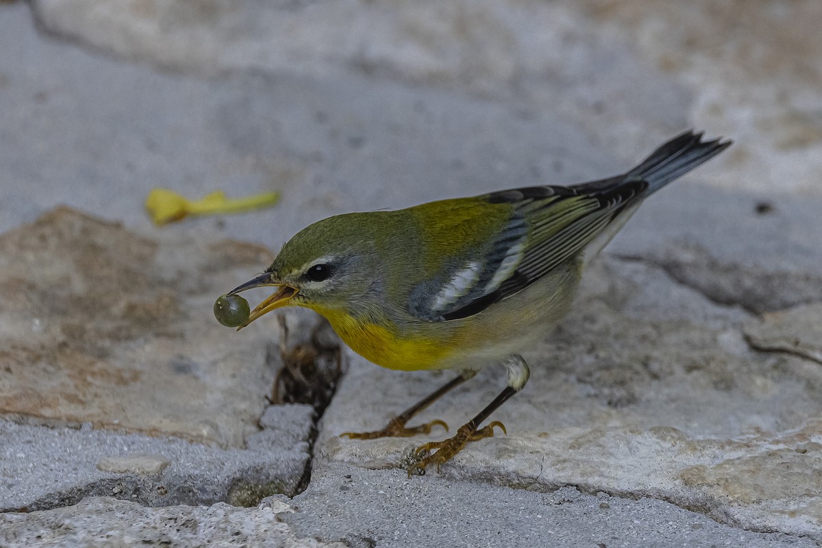 lesňáček lišejníkový - ML625886463