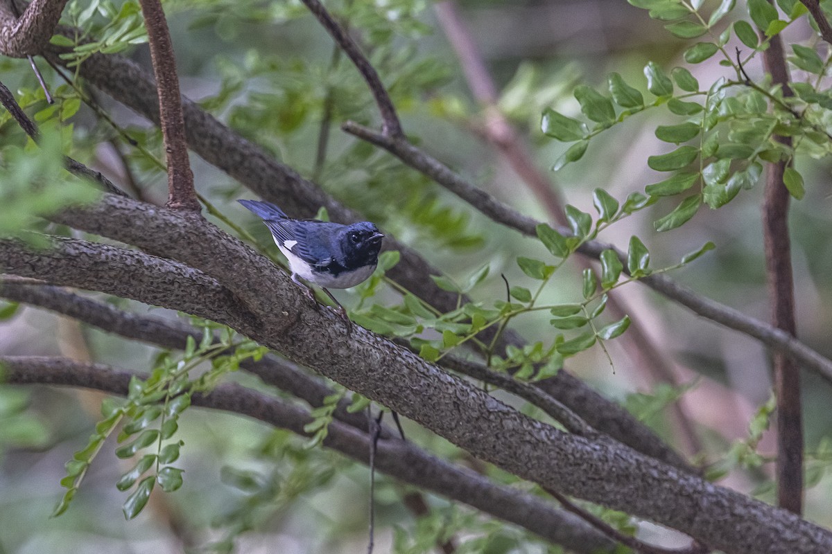 lesňáček modrohřbetý - ML625886472