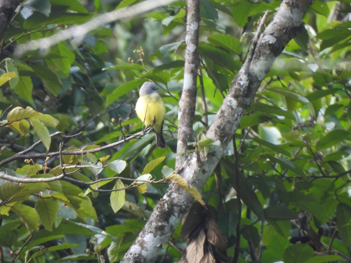 Tropical Kingbird - ML625886505