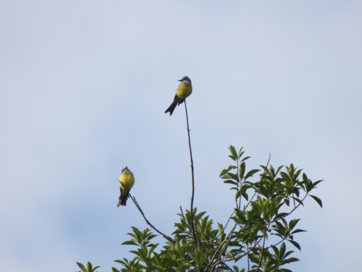 Tropical Kingbird - ML625886506