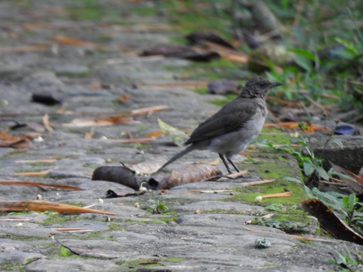 Pale-breasted Thrush - ML625886515