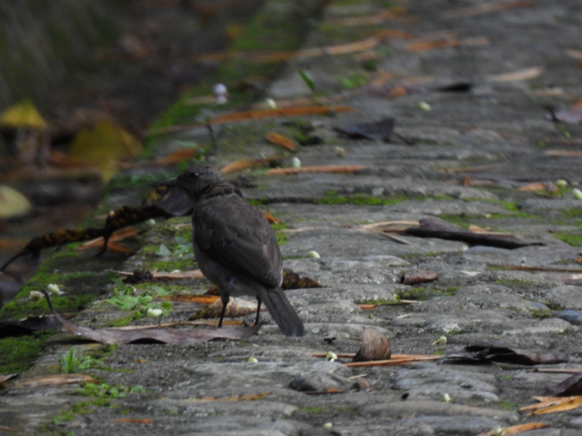 Pale-breasted Thrush - ML625886516