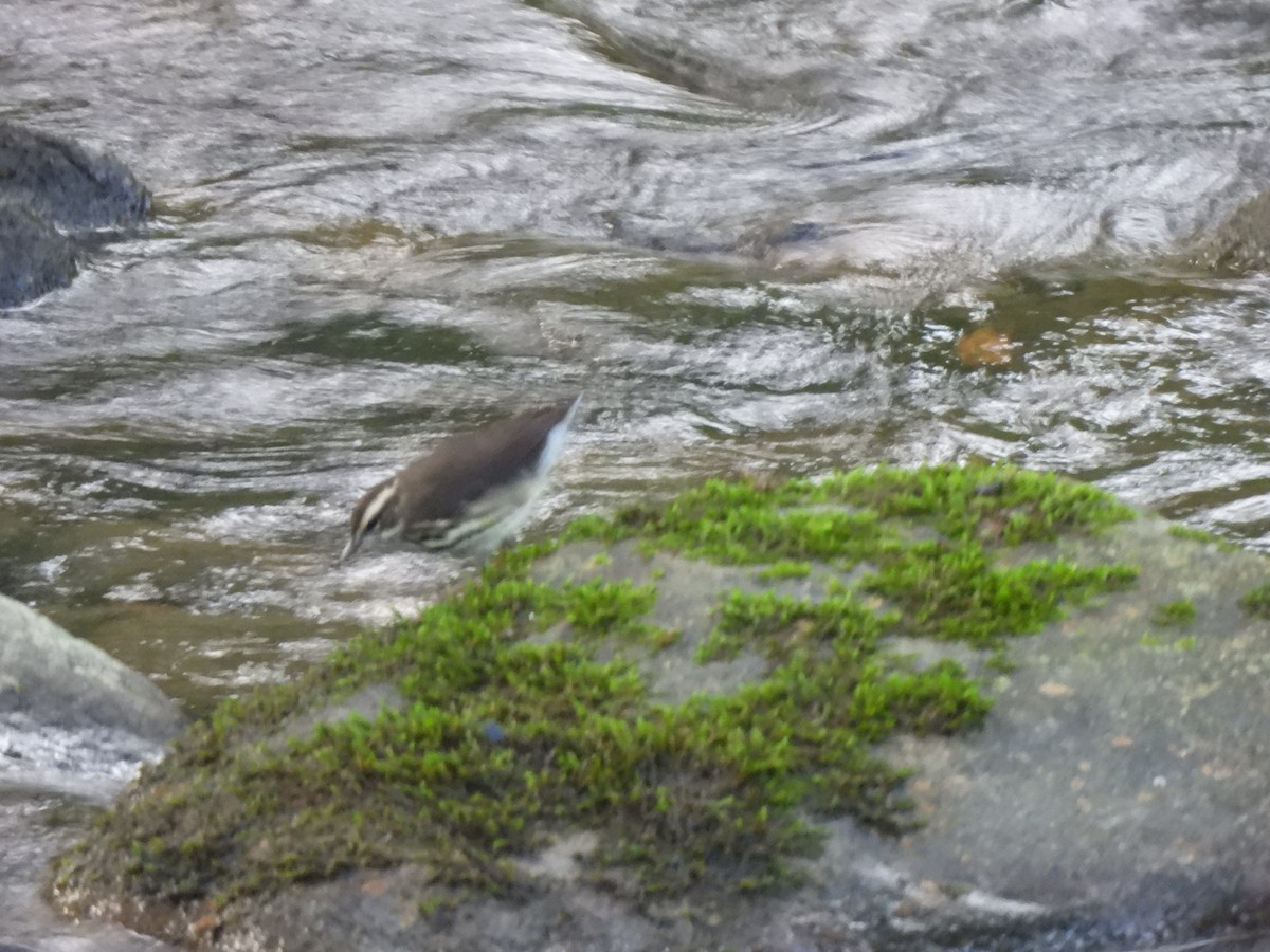 Northern Waterthrush - ML625886527