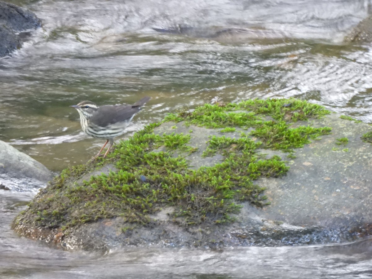 Northern Waterthrush - ML625886528