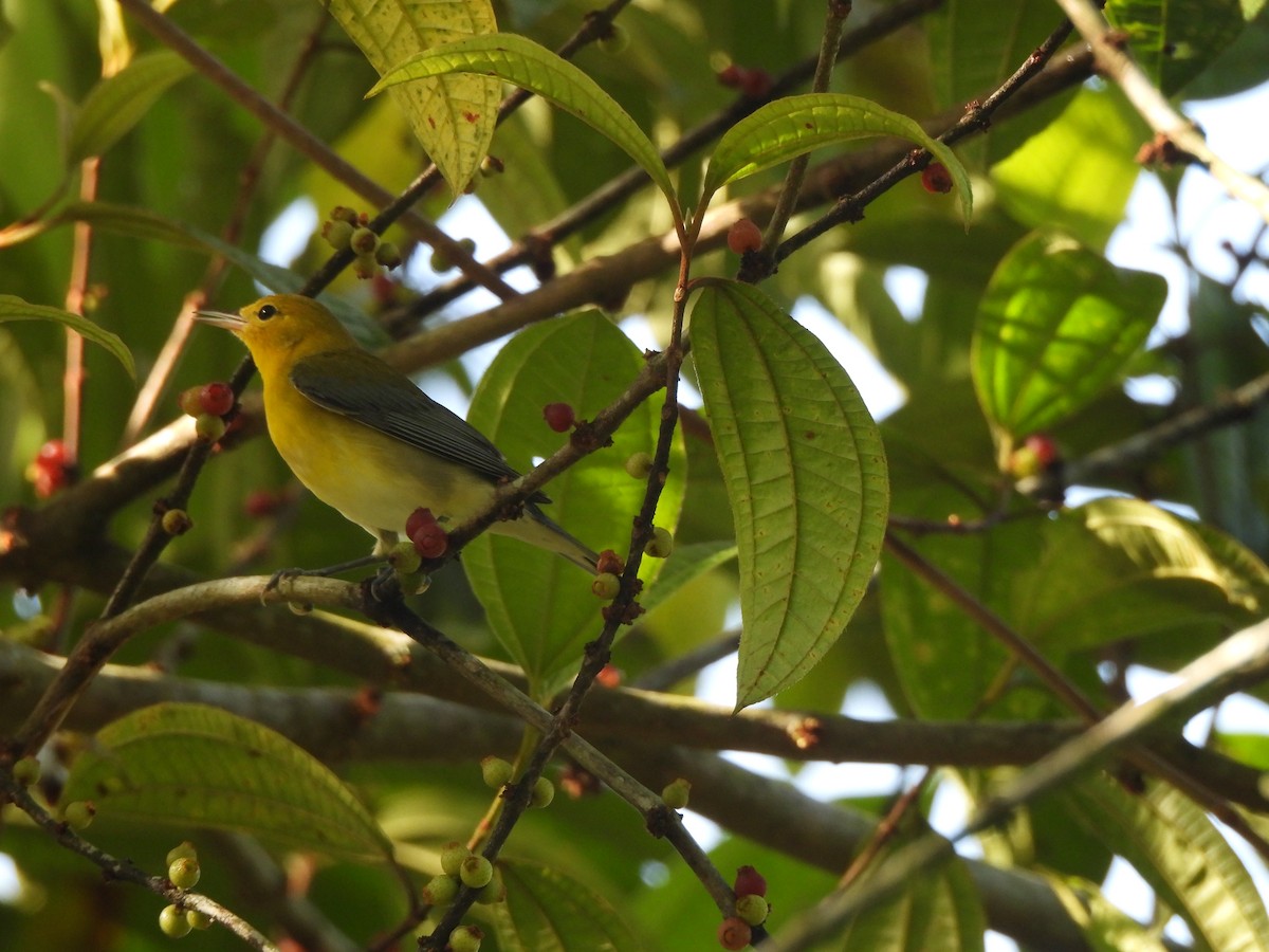 Prothonotary Warbler - ML625886537